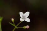 Ouachita bluet